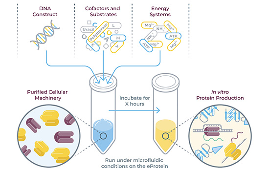 RESIZED_550Width x 350Height_Job_1620 copy (2)_CFPS_Diagram-v04 (2)